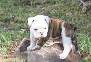 English bulldog puppies 